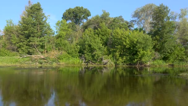 Riprese Panoramiche Bellissimo Lago Circondato Alberi Verdi — Video Stock