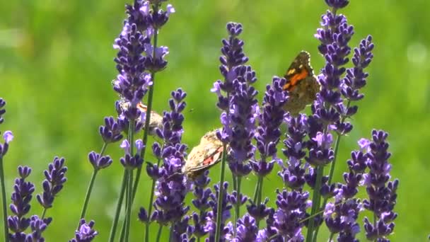 Lugna Bilder Fjärilar Sitter Vackra Lavendel Blommor — Stockvideo