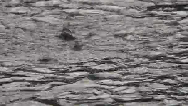 Schilderachtige Beelden Van Het Wateroppervlak Van Vijver Onder Regen — Stockvideo