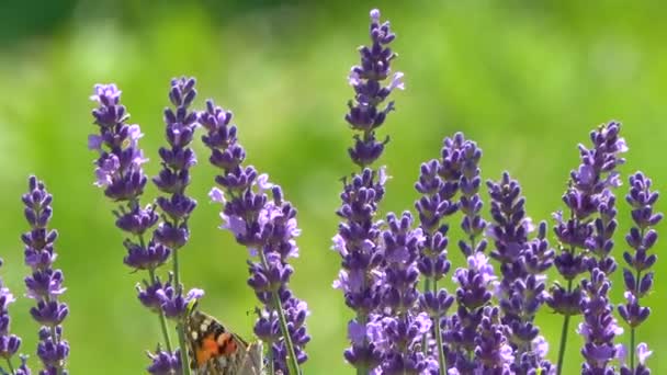 Tranquil Footage Butterfly Sitting Beautiful Lavender Flowers — Stock Video