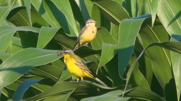 Yeşil Ağaç Üzerinde Güzel Küçük Kuşların Yakın Çekim Görüntüleri — Stok video