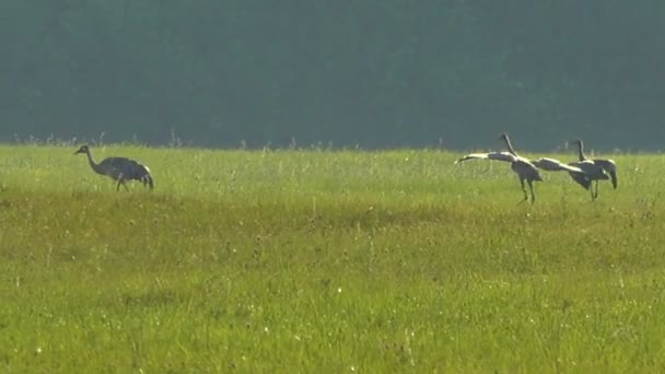 緑の野原にコウノトリの群れのクローズアップ映像 — ストック動画