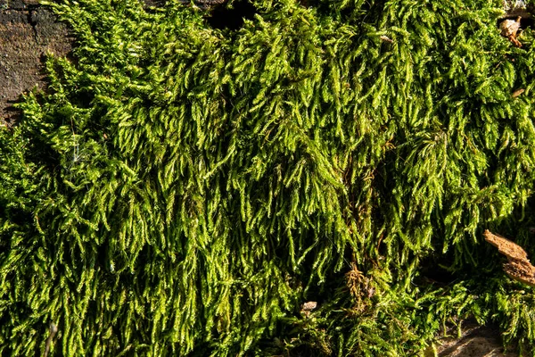 Grünes Moos auf der Bodenoberfläche im Wald. — Stockfoto