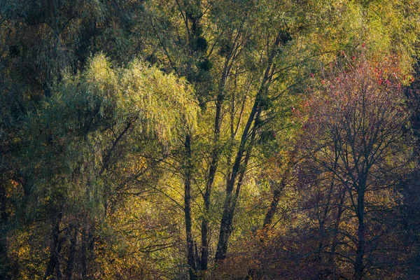 Gałęzie drzew z jesienne liści w lesie liściastych. — Zdjęcie stockowe