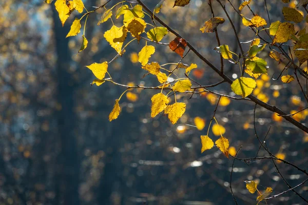 Tree branches with fall foliage in the deciduous forest. — Stock Photo, Image