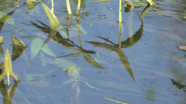 güneşli bir günde nehirde yüzen kaplumbağayakın çekim görüntüleri