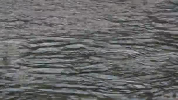 Szenische Aufnahmen Der Wasseroberfläche Des Teiches Bei Regen — Stockvideo