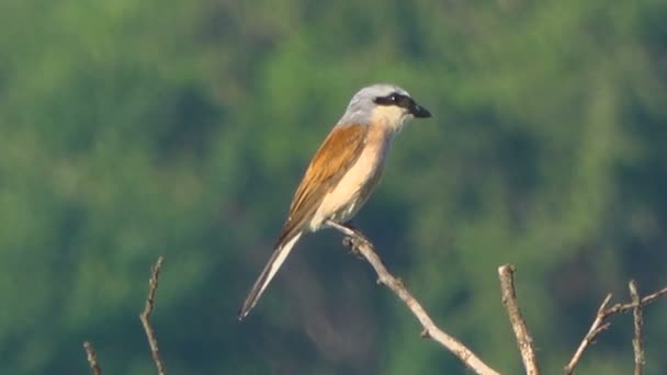 Ağaç Dalı Üzerinde Güzel Küçük Kuş Yakın Çekim Görüntüleri — Stok video
