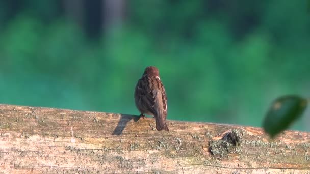 Nahaufnahme Eines Kleinen Spatzenvogels Auf Einem Baumstamm — Stockvideo