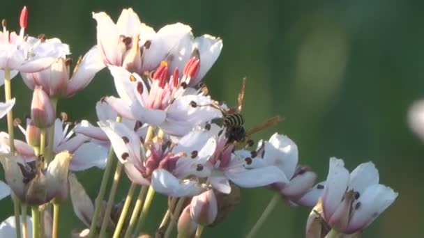 Rustige Beelden Van Wasp Prachtige Bloeiende Bloemen — Stockvideo