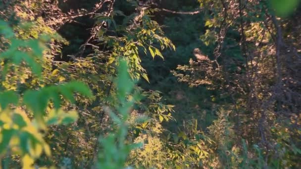 Těsné Záběry Krásných Keřů Stromů Pod Sluncem — Stock video