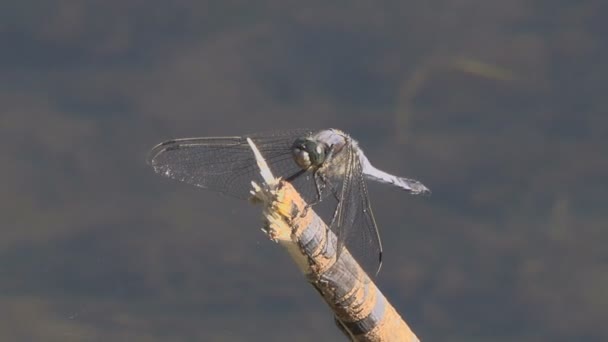 Närbild Bilder Dragonfly Sitter Filial — Stockvideo