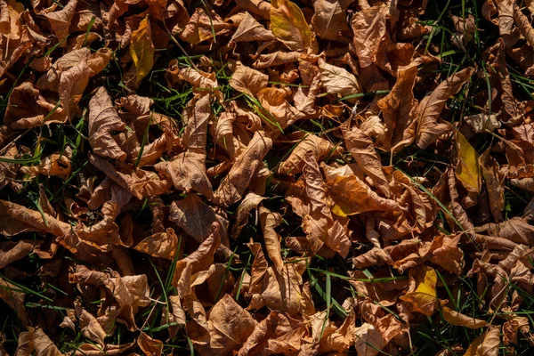 Trockenes Herbstlaub von Bäumen an einem sonnigen Tag im Wald. — Stockfoto