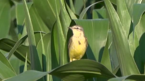 Yeşil Ağaç Üzerinde Güzel Küçük Kuş Yakın Çekim Görüntüleri — Stok video