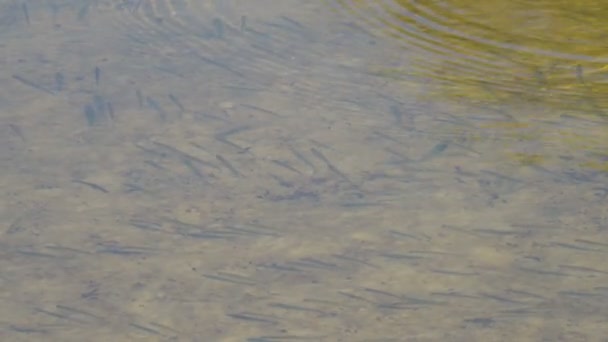 Крупным Планом Сняты Мелкие Рыбки Плавающие Водой — стоковое видео
