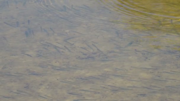 Primer Plano Imágenes Peces Pequeños Nadando Bajo Agua — Vídeos de Stock