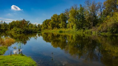 Güneşli bir günde sonbahar yaprak döken orman, su nehri ve nehir kıyısında. İnanılmaz bir manzara. Ukrayna. Avrupa.