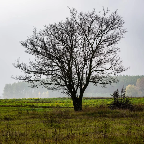 Σιλουέτα Ενός Μοναχικού Δέντρου Στο Φόντο Του Πεδίου Και Του — Φωτογραφία Αρχείου
