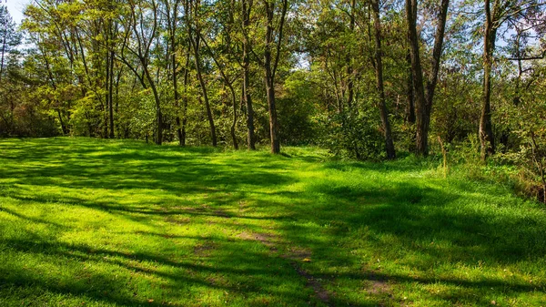 Frühherbst Laubwald Und Rasen Mit Grünem Gras Landschaft Auf Dem — Stockfoto