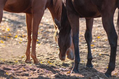 İki at otlakta otluyor. Yaz mevsimi, Ağustos. Ukrayna. Avrupa.
