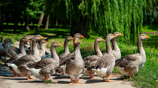 田舎の池のほとりにガチョウの群れが放牧されています 夏のシーズン ウクライナだ ヨーロッパ — ストック写真