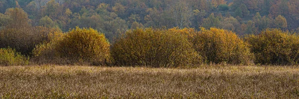 Gestrüpp Von Schilf Und Pflanzen Sumpfgebiet Herbstzeit Web Banner Ukraine — Stockfoto