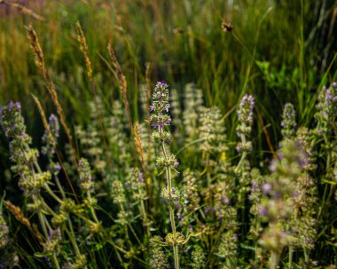 Çiçek açan mor çiçekler sabah çayırda çiçek açar. Bahar sezonu. Ukrayna. Avrupa.