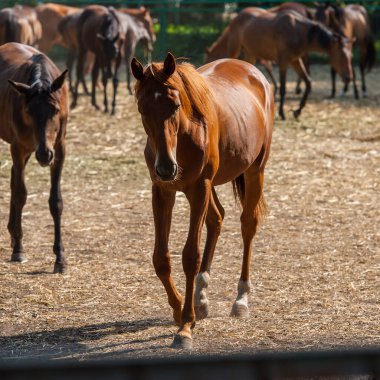 Genç at büyüklerle birlikte otlakta. Yaz mevsimi, Ağustos. Ukrayna. Avrupa.