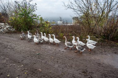 Evcil kaz sürüsü toprak bir yolda. Evcil kuş.