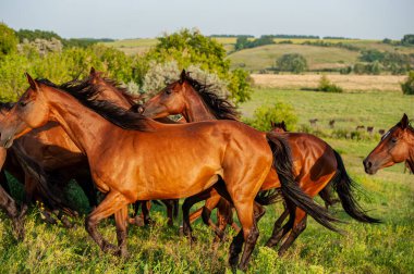 At sürüsü çayırda koşuyor. İngiliz atları cinsi. Ukrayna. Avrupa.