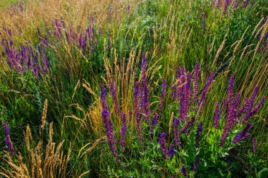 Gün batımında mor çayır çiçekleri ve yeşil çimenler. Yaz sezonu, Haziran. Ukrayna. Avrupa.
