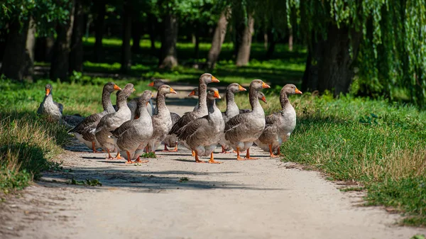 田舎の池のほとりにガチョウの群れが放牧されています 夏のシーズン ウクライナだ ヨーロッパ — ストック写真