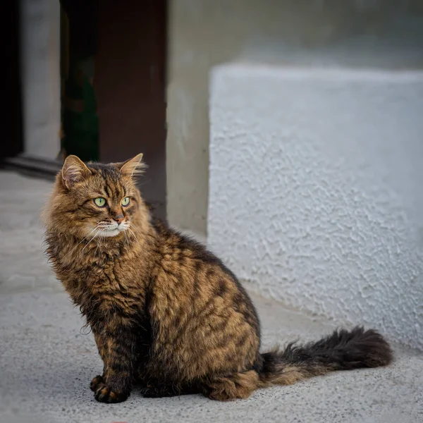 国内の猫が座って目をそらしている 自然背景 — ストック写真
