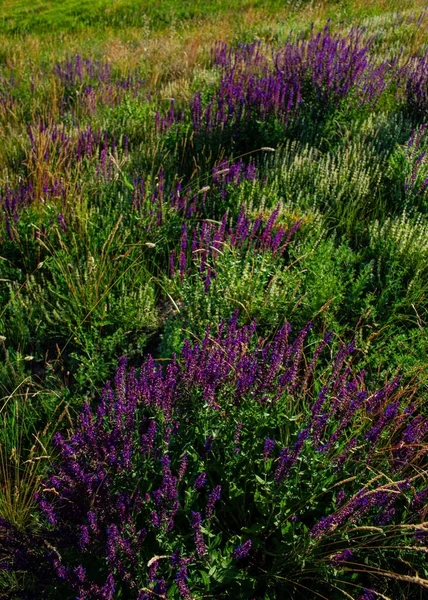 Flores Pradera Violeta Hierba Verde Atardecer Temporada Verano Junio Ucrania — Foto de Stock
