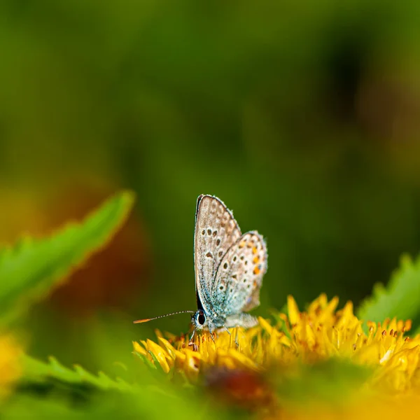 Papillon Lycaena Assoit Sur Une Fleur Recueille Nectar Contexte Naturel — Photo