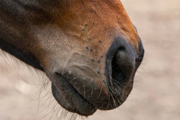 馬の頭 クローズアップの断片 馬の英語品種 — ストック写真