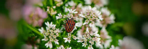 Insekten Sitter Ängsblommor Naturlig Bakgrund Webbbanner — Stockfoto