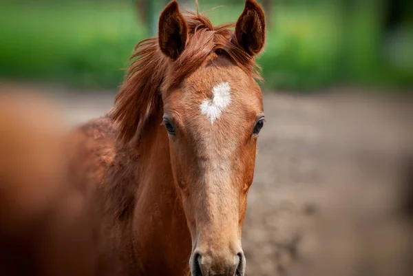 Close-up de cavalo belga, Close-up de cavalo pesado belga