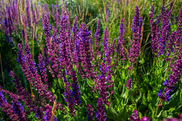 Flores Pradera Violeta Hierba Verde Atardecer Temporada Verano Junio Ucrania —  Fotos de Stock