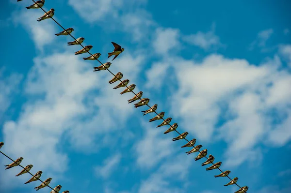 Golondrinas Jóvenes Están Sentadas Cables Eléctricos Contra Cielo Azul Temporada —  Fotos de Stock