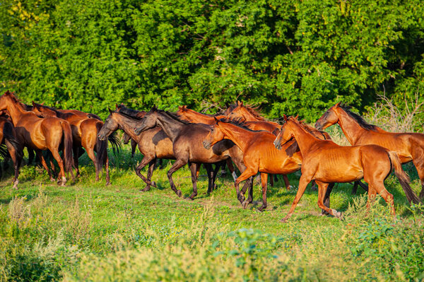 herd of horses runs through the meadow. English breed of horses. Ukraine. Europe.