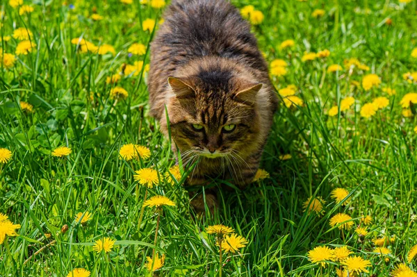Lesní Kočka Kráčí Loukou Pokrytou Zelenou Trávou Kvetoucími Pampeliškami Slunečného — Stock fotografie