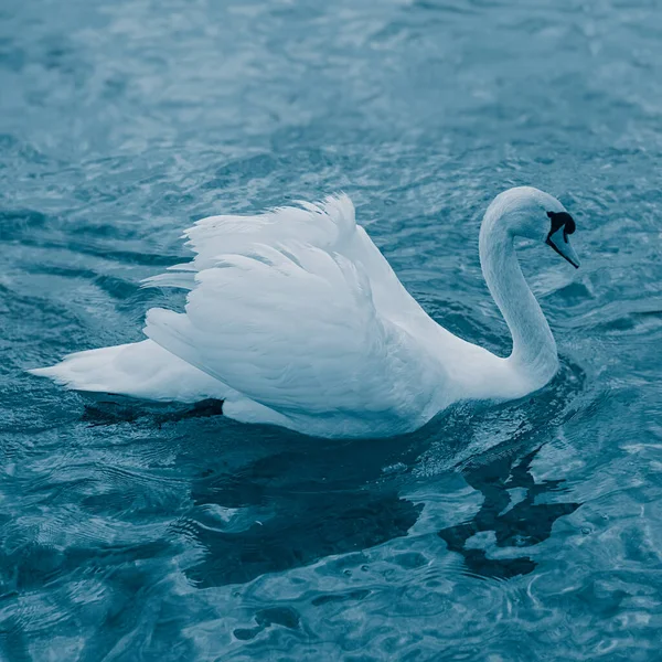 池で白鳥の水泳をミュートします 自然界の鳥 — ストック写真