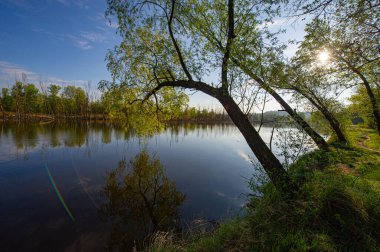 Nehir suyunun üzerinde eğilmiş uzun ağaçlar. Bahar mevsimi kırsalda, May. Ukrayna. Avrupa.