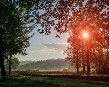 Tepedeki bir çayırda puslu bir sabah. Bahar sezonu. Ukrayna. Avrupa.