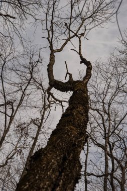 Yaprak döken ormandaki uzun ağaçlar. Kırsal kesimde ilkbahar.