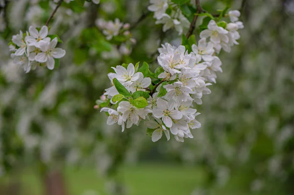 Větev Jabloně Kvetoucími Květy Zahradě Jarní Sezóna Ukrajina Evropa — Stock fotografie