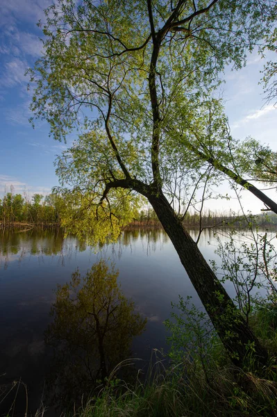 Höga Träd Böjda Över Flodvattnet Vårsäsong Landet May Ukraina Europa — Stockfoto