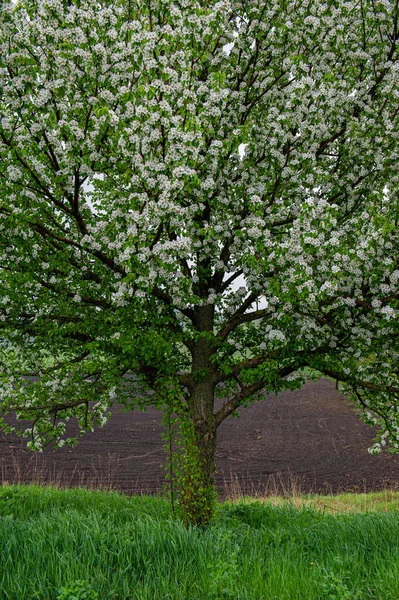 Poirier Fleurs Sur Bord Champ Par Temps Nuageux Saison Printemps — Photo