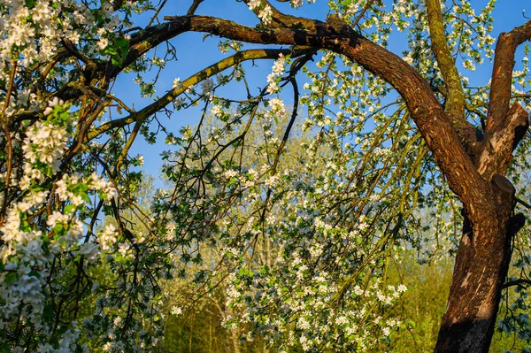 Strom Větvičky Jabloně Kvetoucími Květy Zahradě Jarní Sezóna Ukrajina Evropa — Stock fotografie